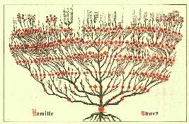Tree of THUET Hammerstatt 
See it in detail in chapter Trees 